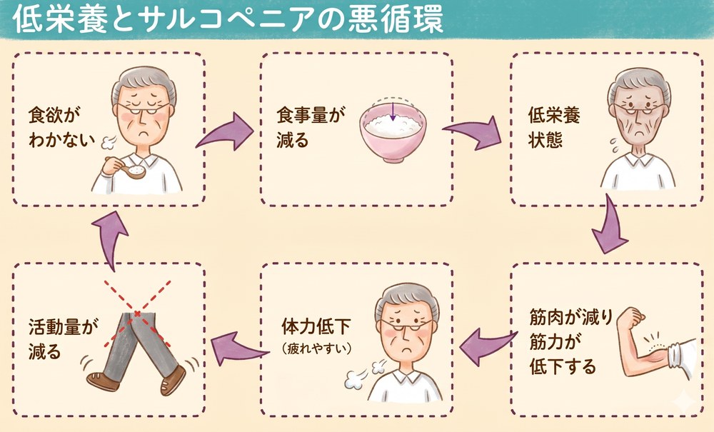 低栄養とサルコペニアの悪循環図 — 食欲不振→食事量減少→低栄養→筋肉低下→体力低下→活動量減少のサイクル